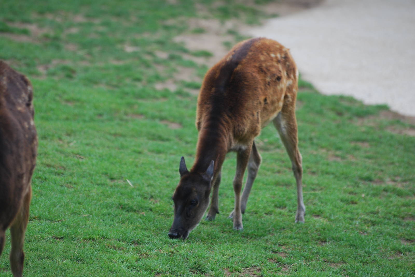 Philippine spotted deer