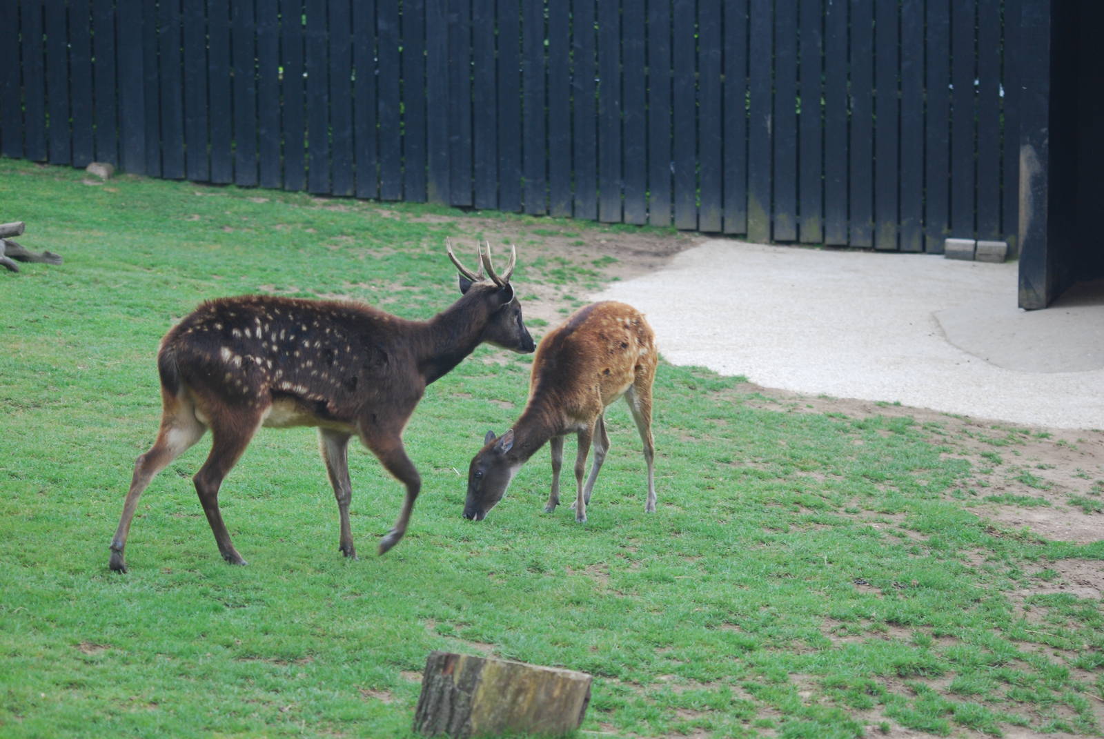 Philippine spotted deer