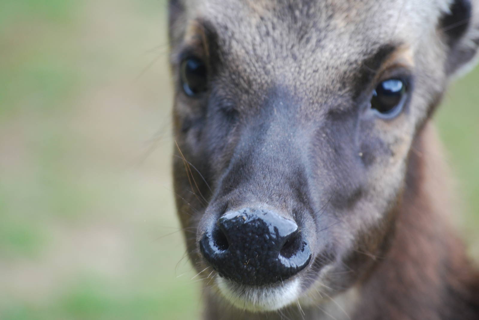 Philippine spotted deer
