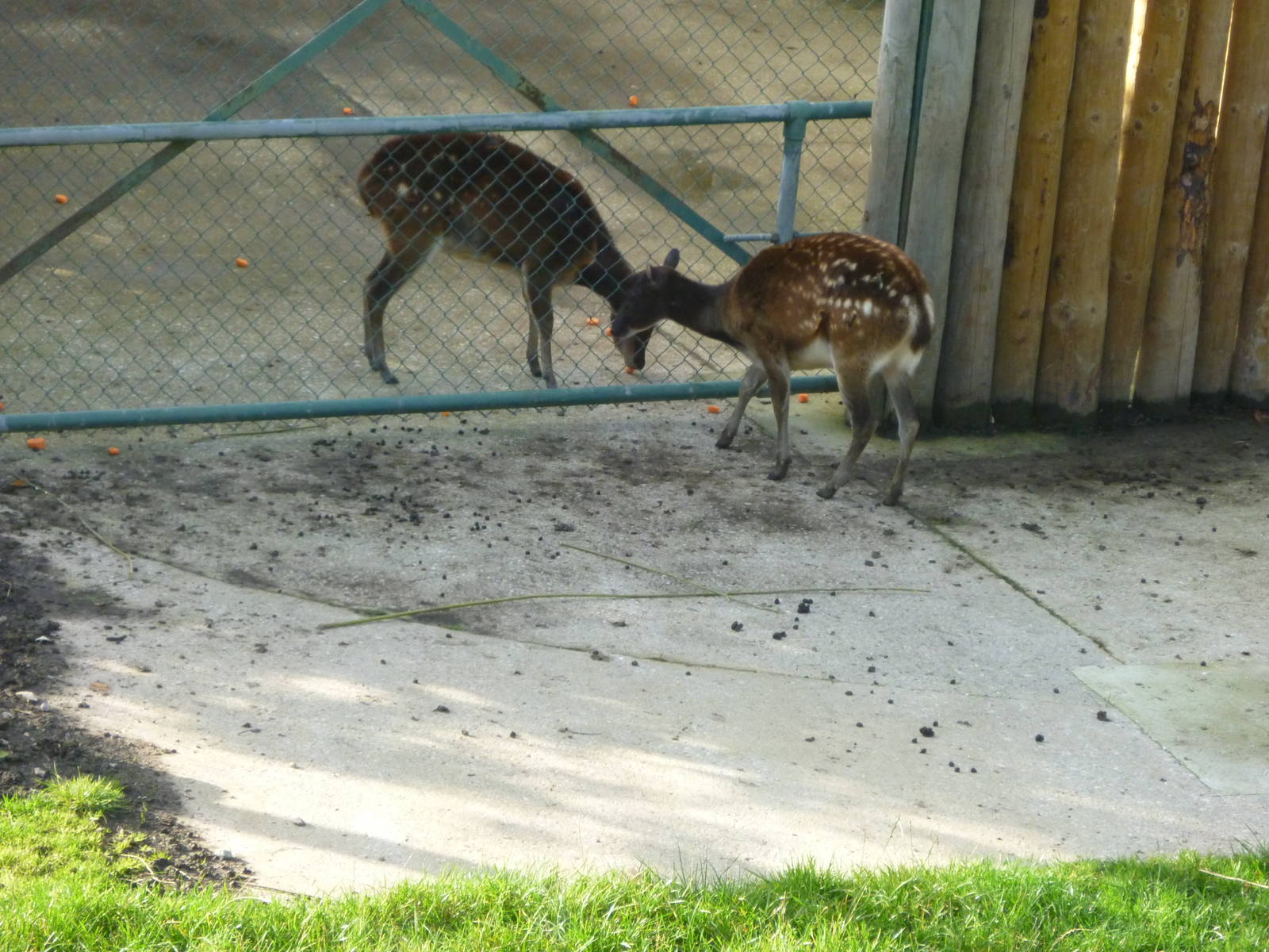 Philippine spotted deer