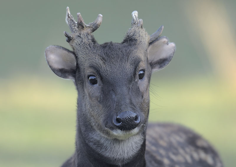 Philippine spotted deer