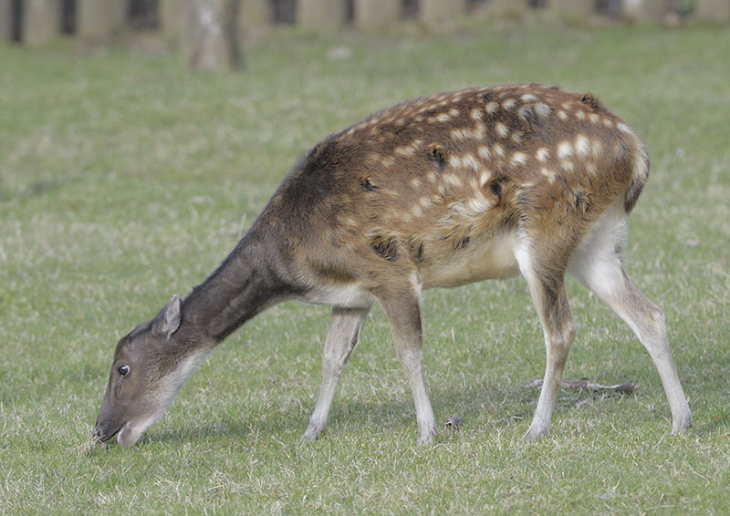 Philippine spotted deer