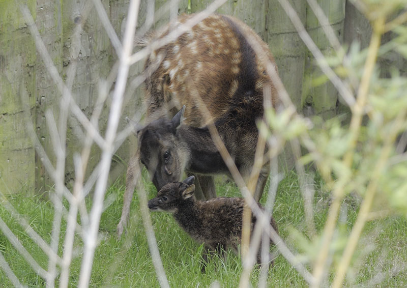 Philippine spotted deer