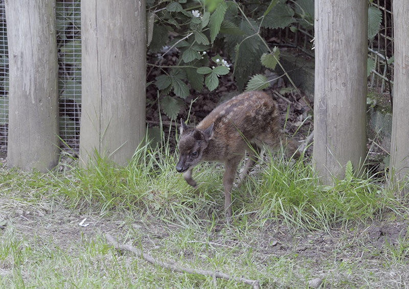 Philippine spotted deer