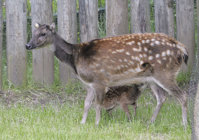 Philippine spotted deer