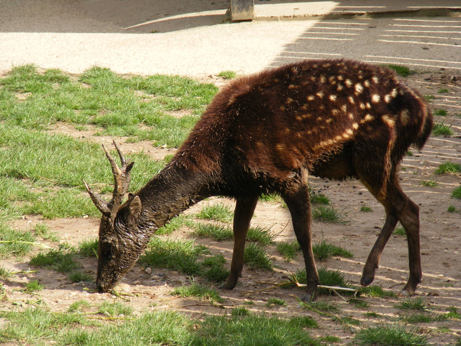 Philippine spotted deer