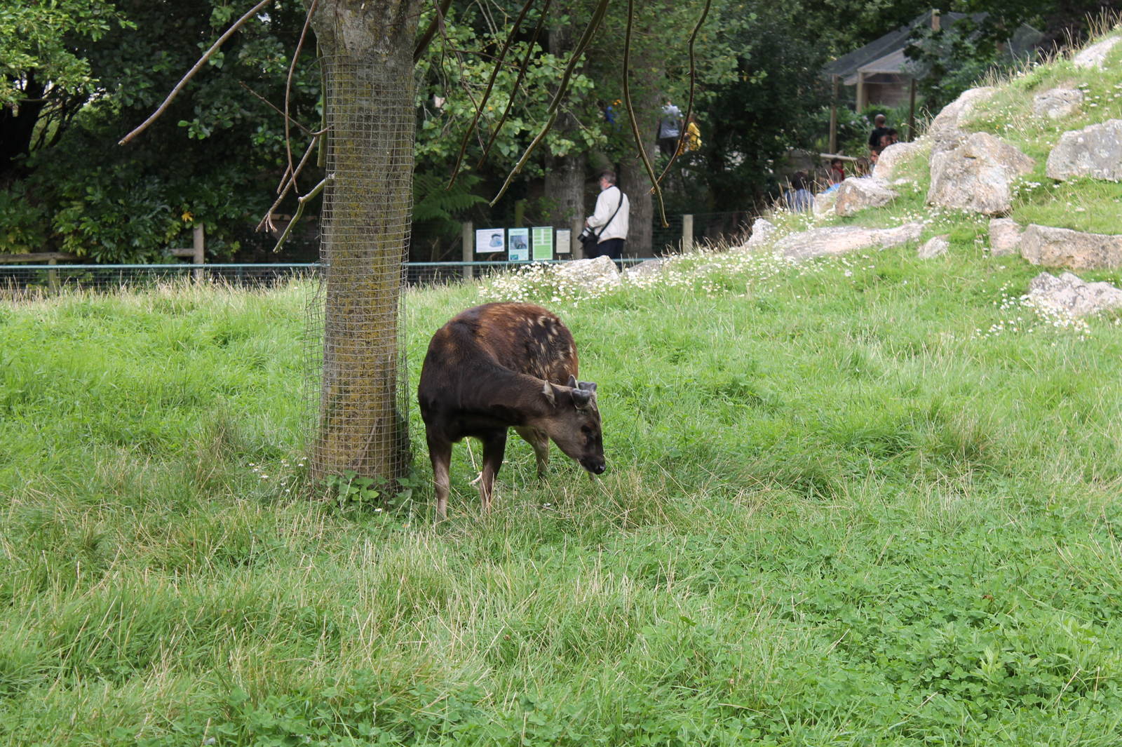 Philippine spotted deer