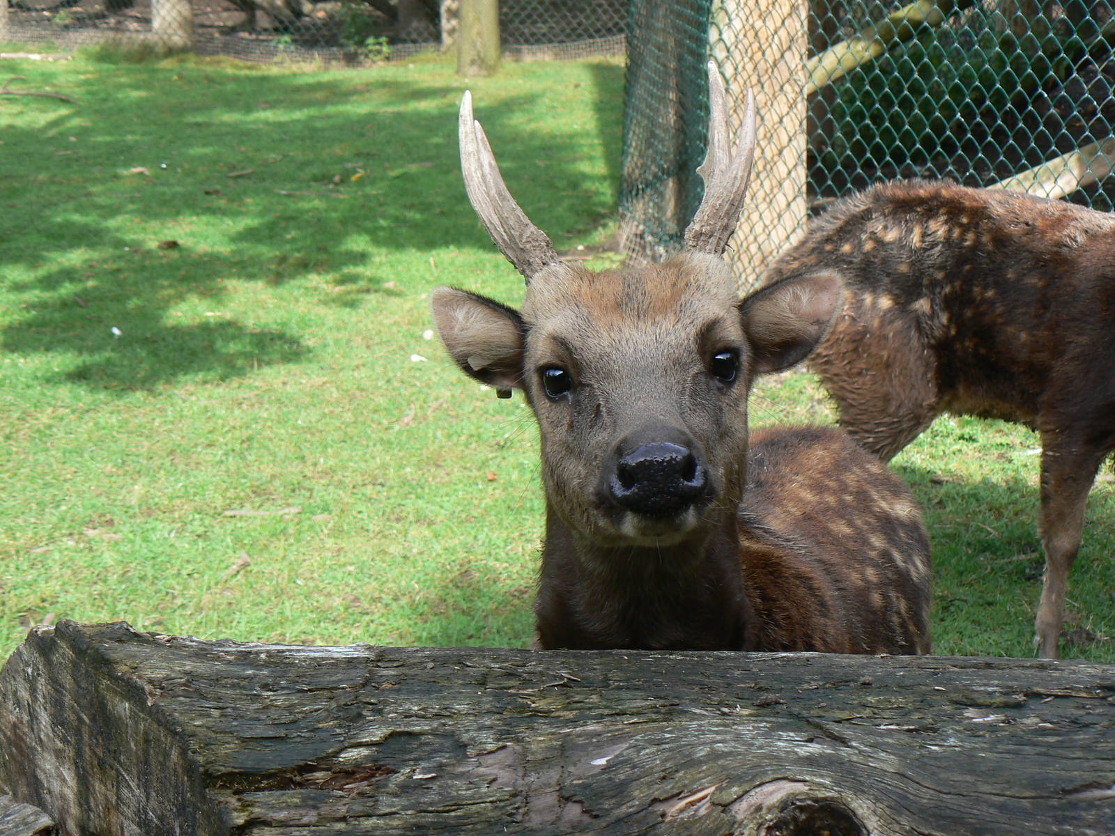 Philippine Spotted Deer