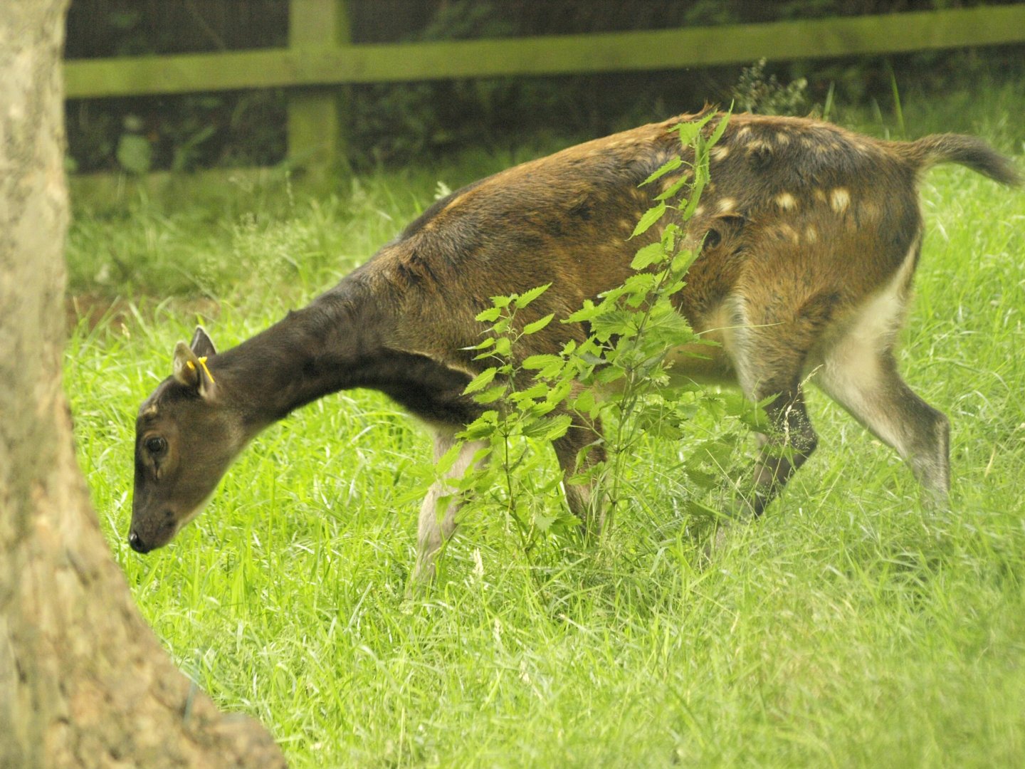 Philippine spotted deer