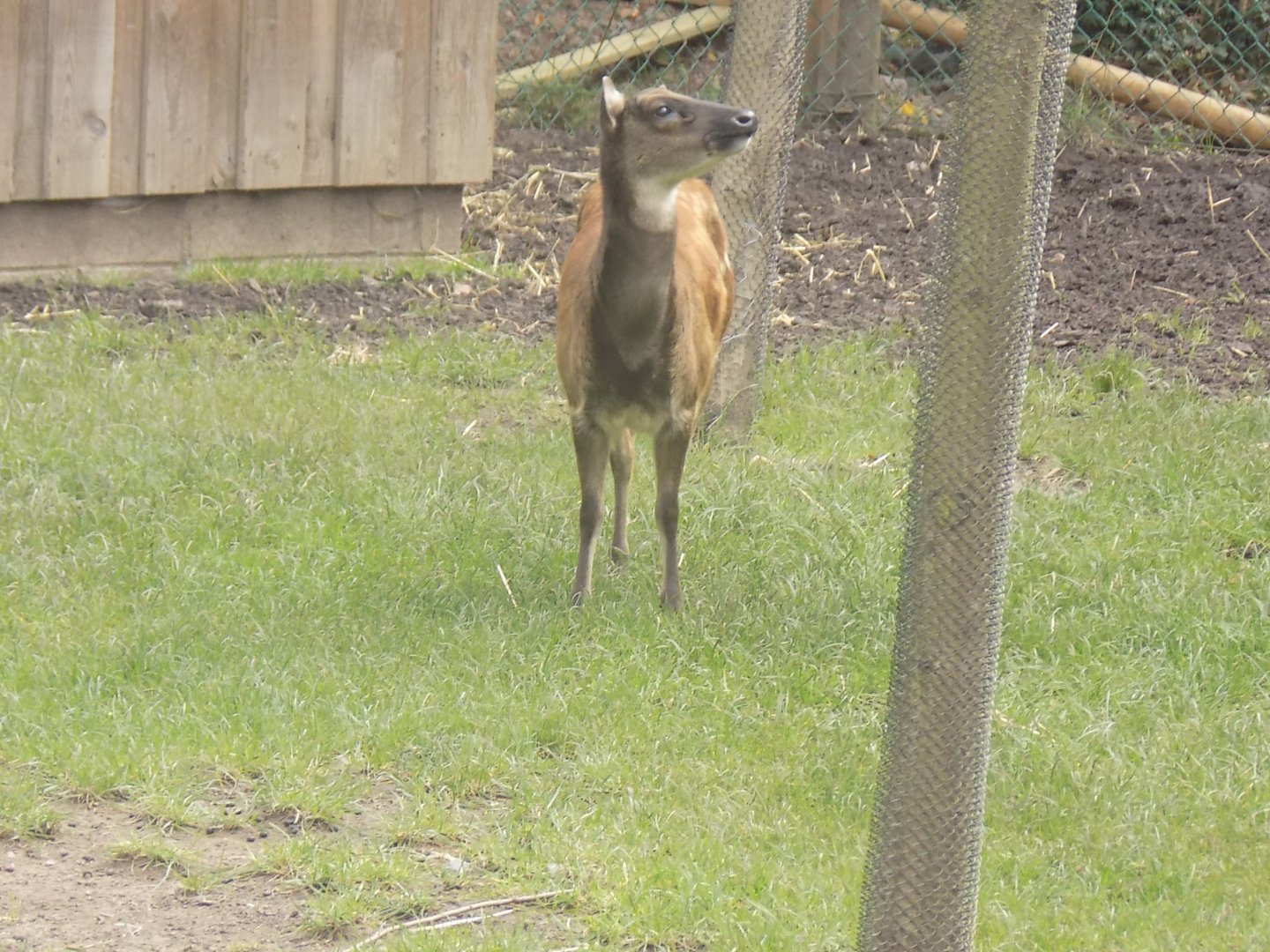 Philippine Spotted Deer