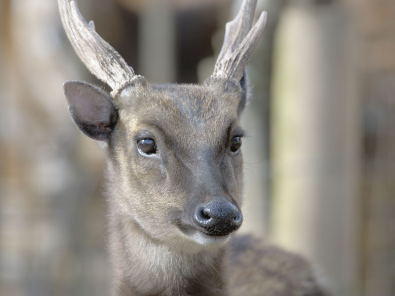 Philippine spotted deer