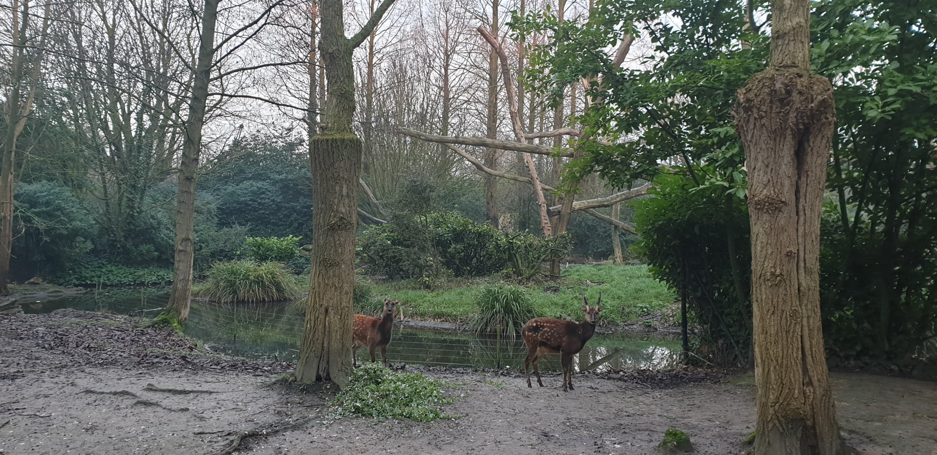 Philippine spotted deer