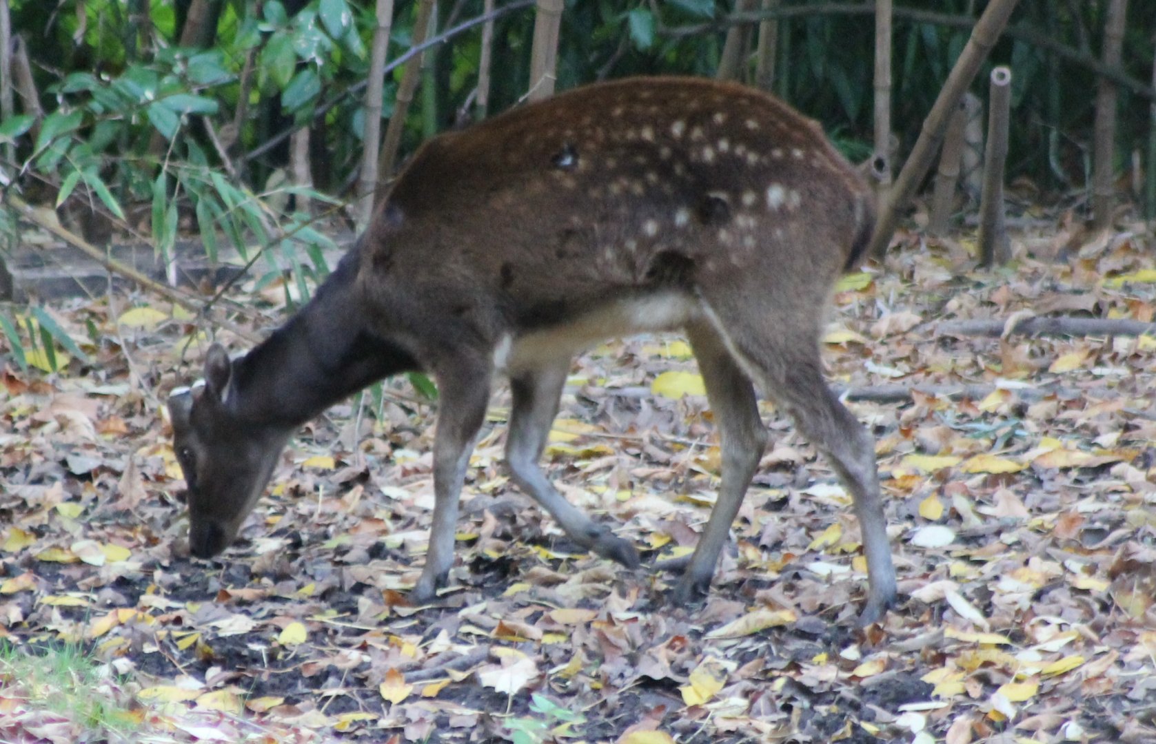 Philippine spotted deer