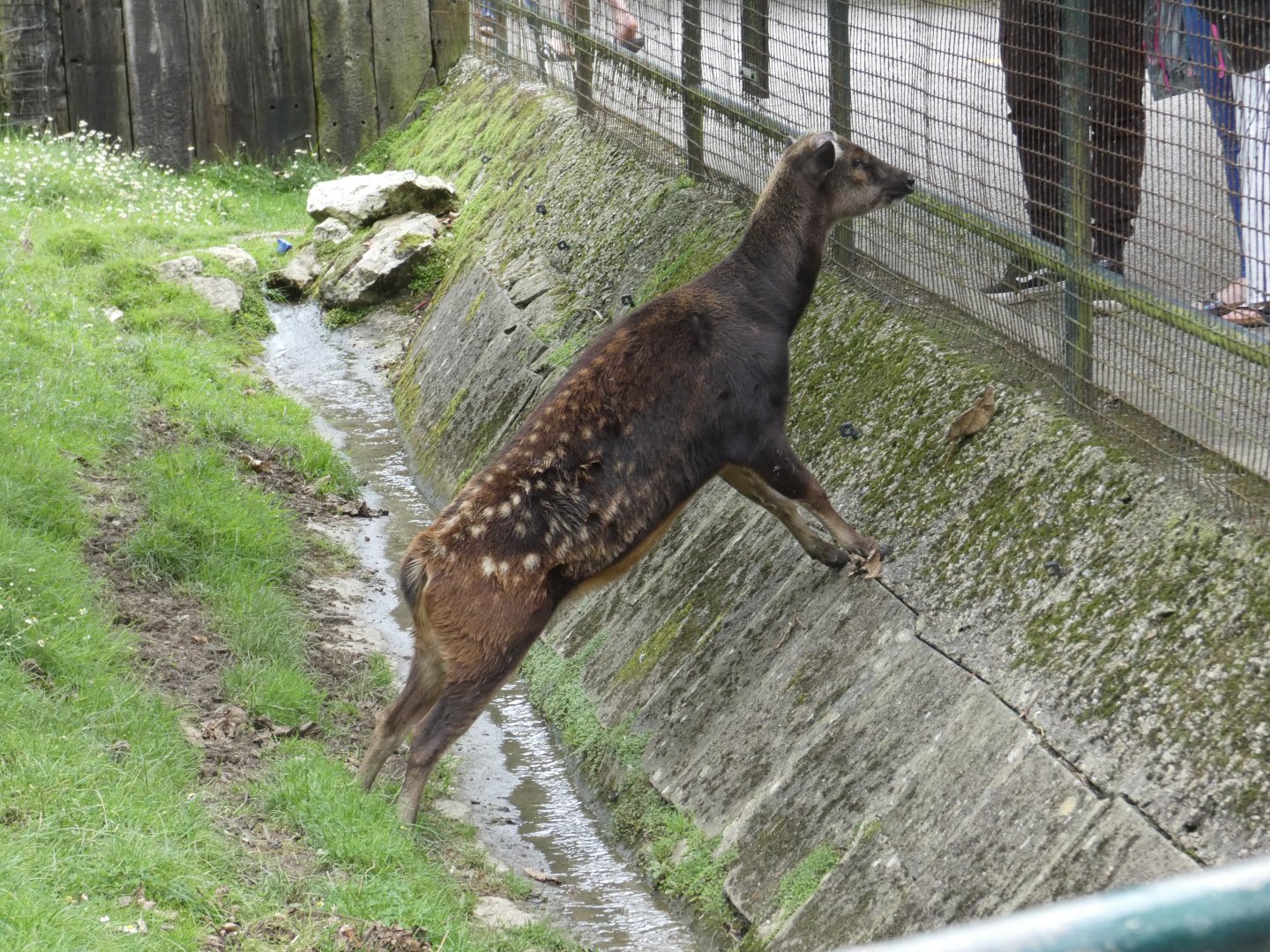 Philippine Spotted Deer