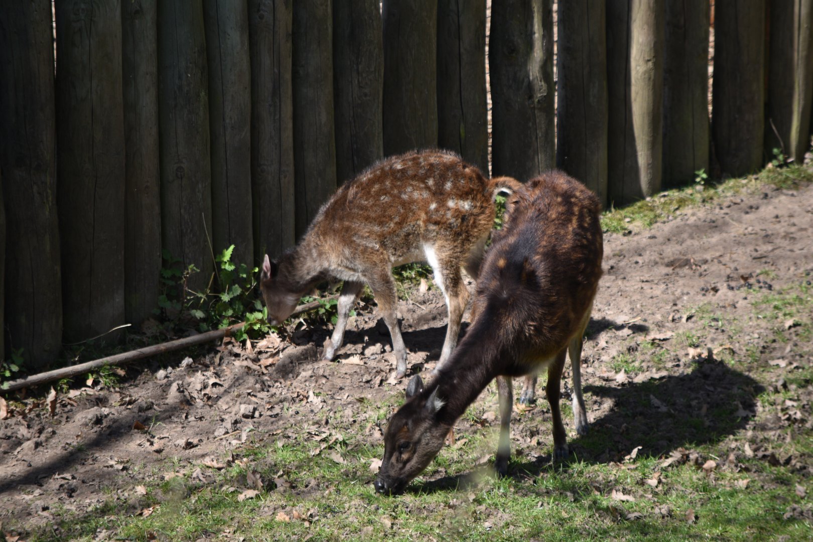 Philippine Spotted Deer