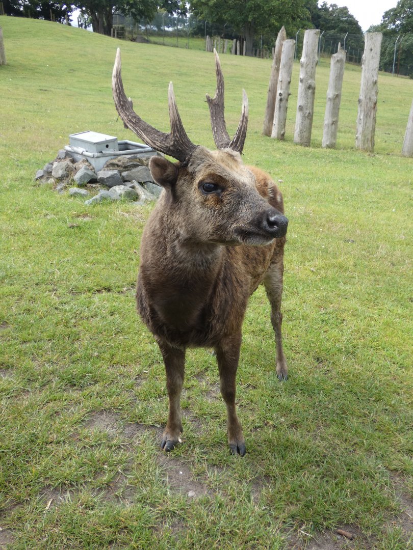 Philippine spotted deer