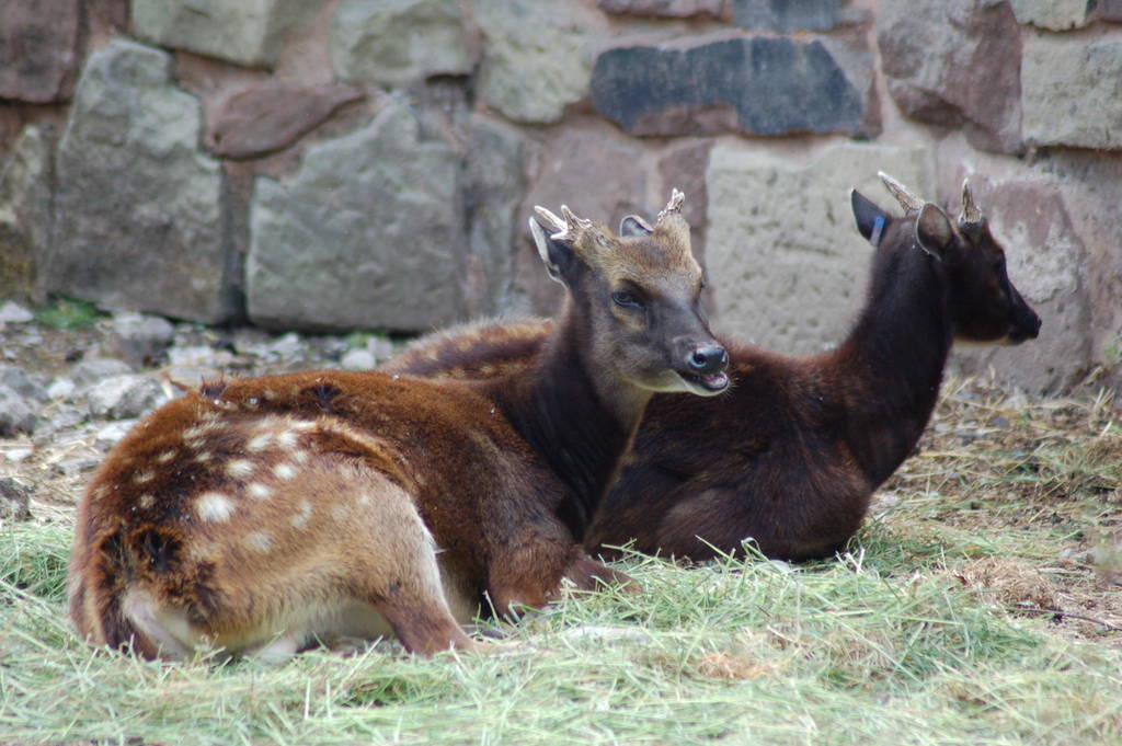 Philippine spotted deer