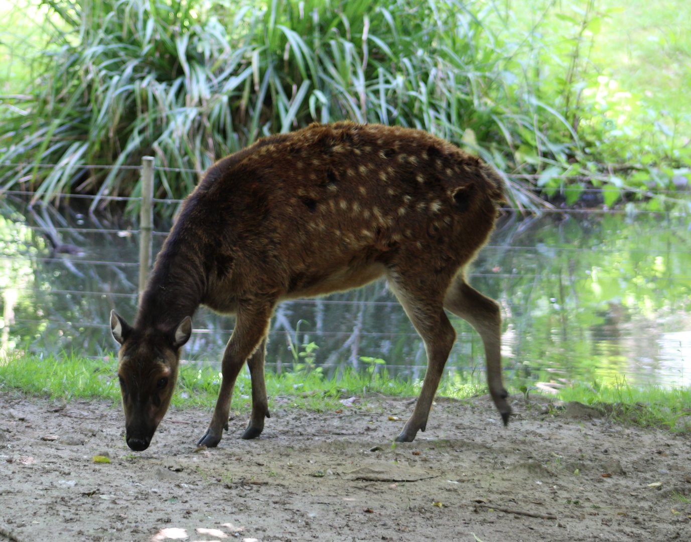 Philippine spotted deer