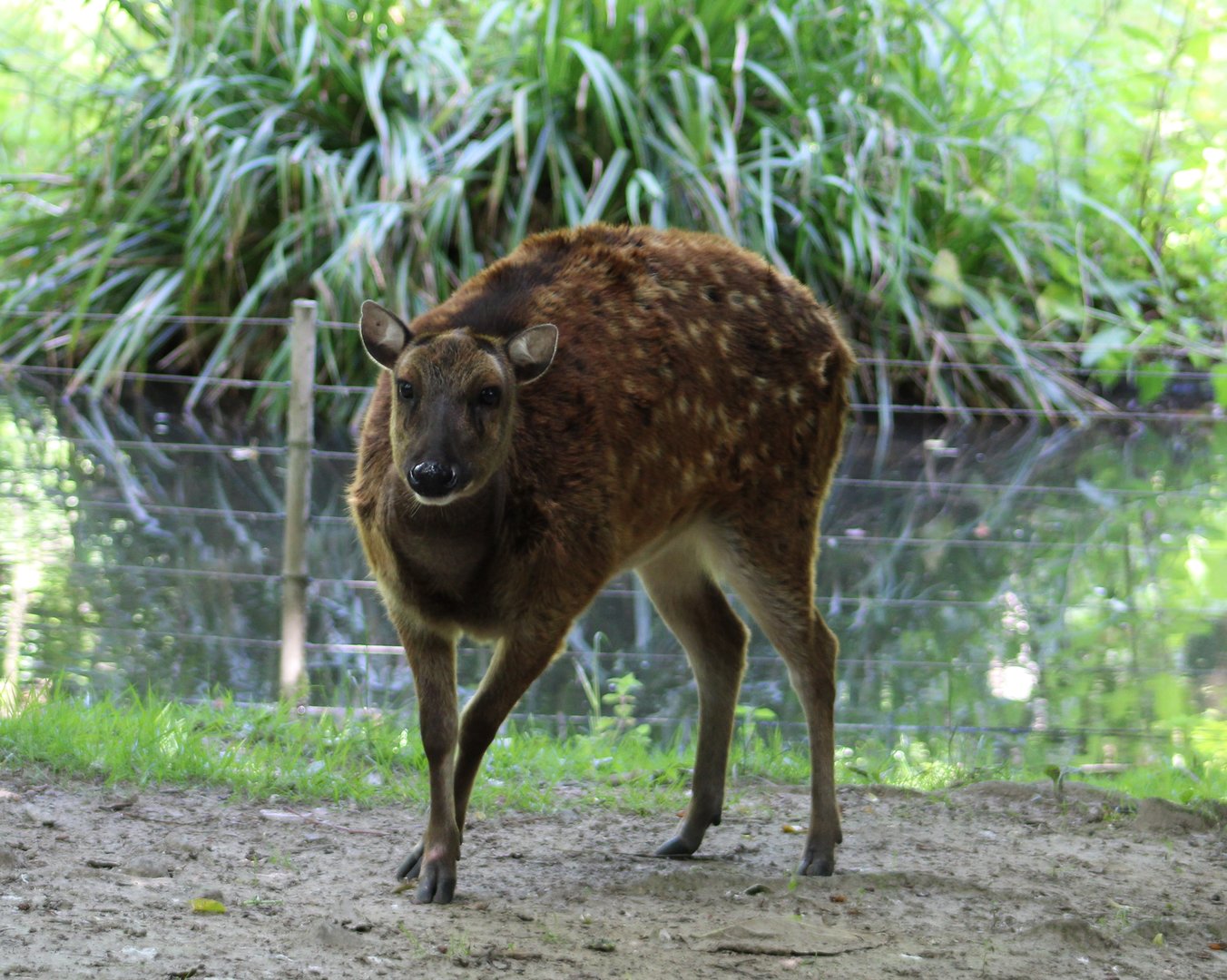 Philippine spotted deer