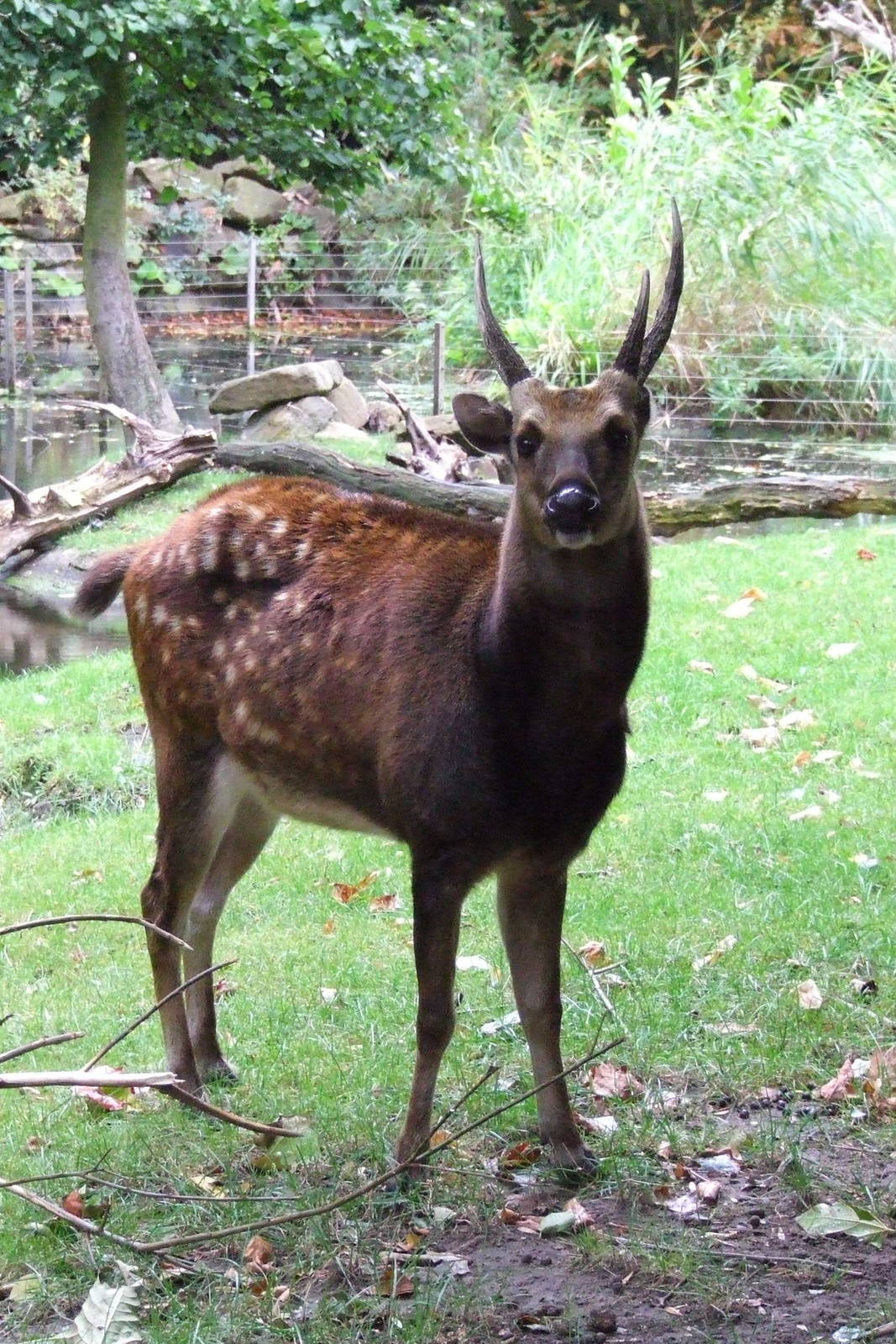 Philippine Spotted Deer