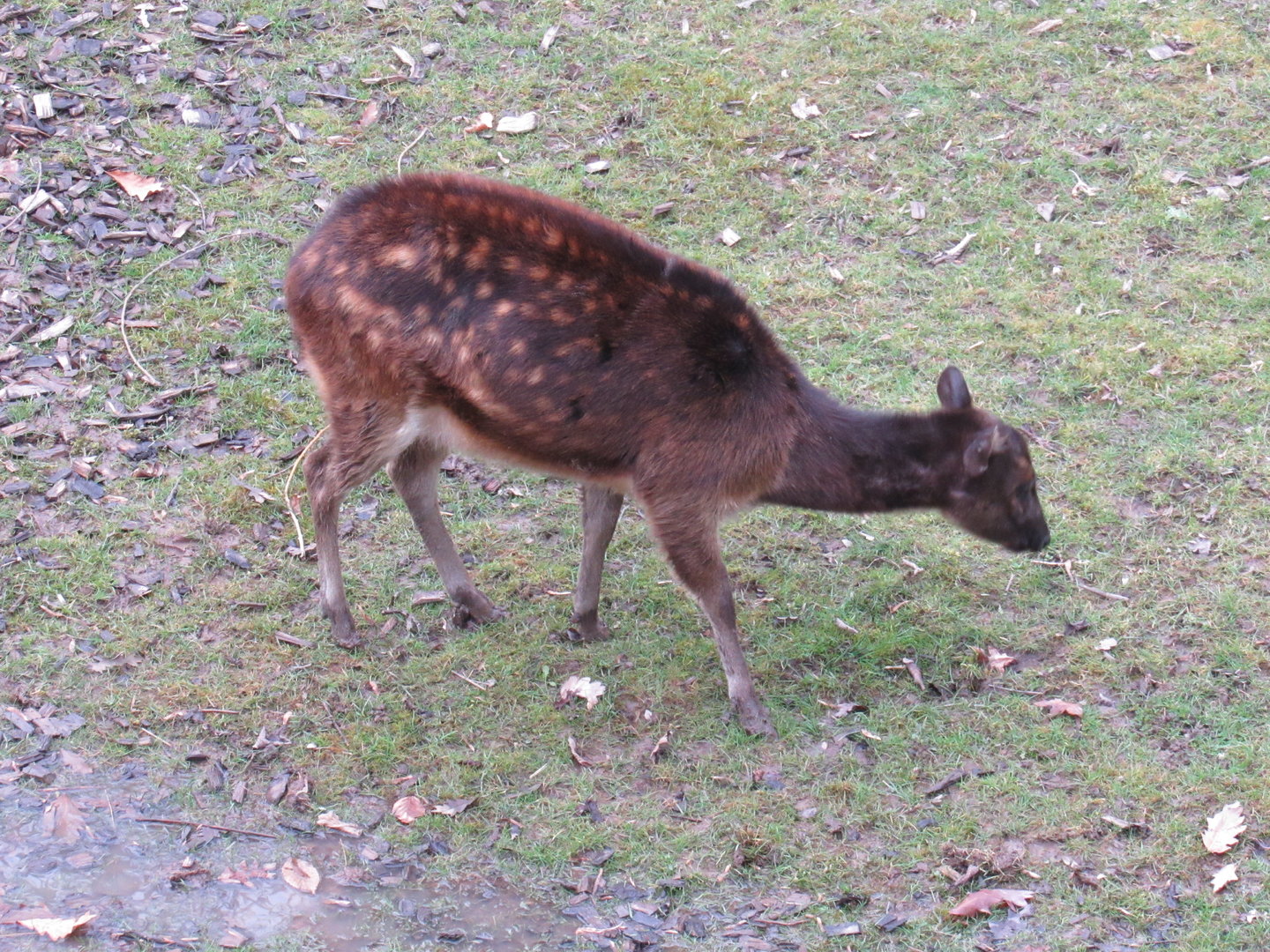 Philippine Spotted Deer