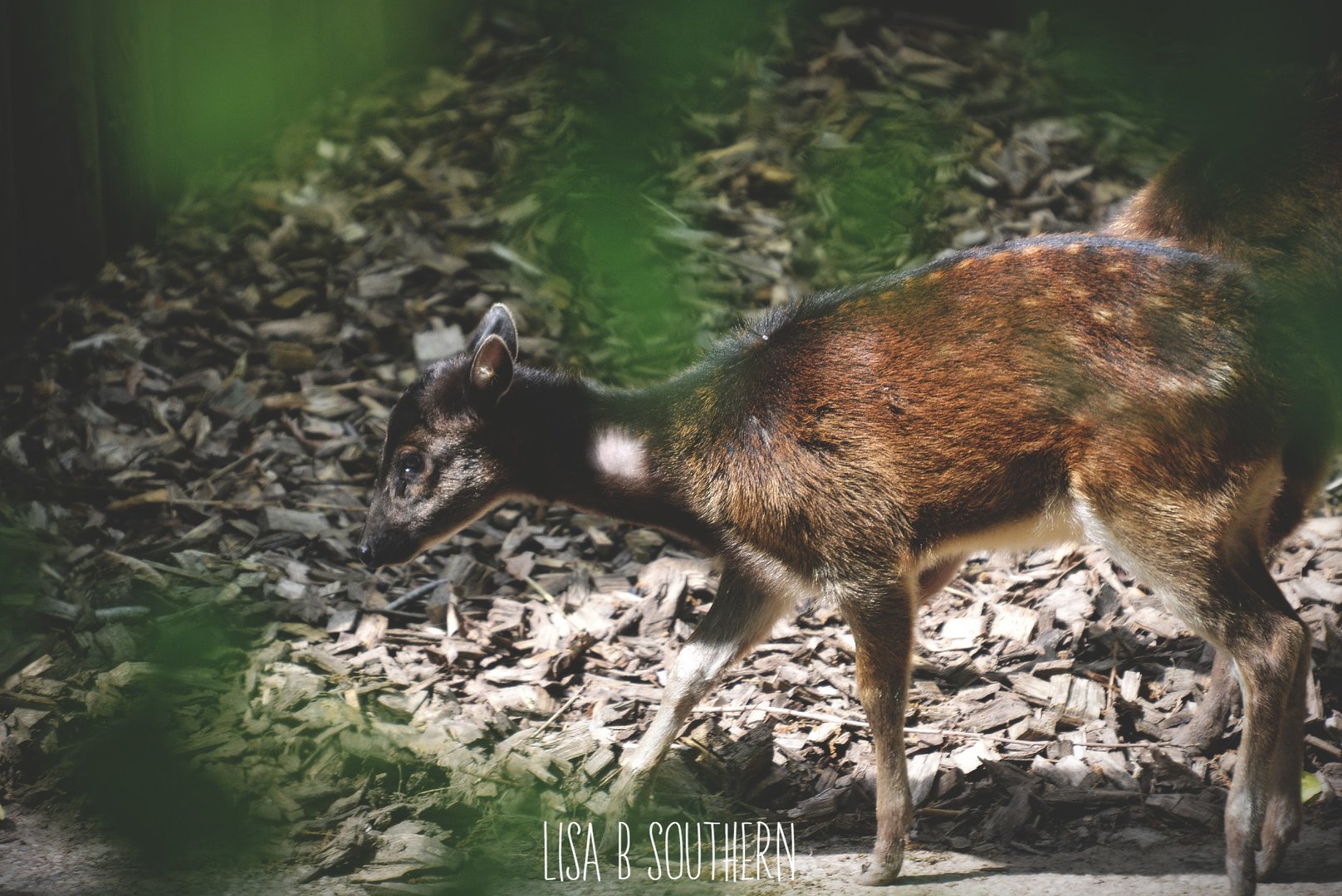 Philippine Spotted Deer