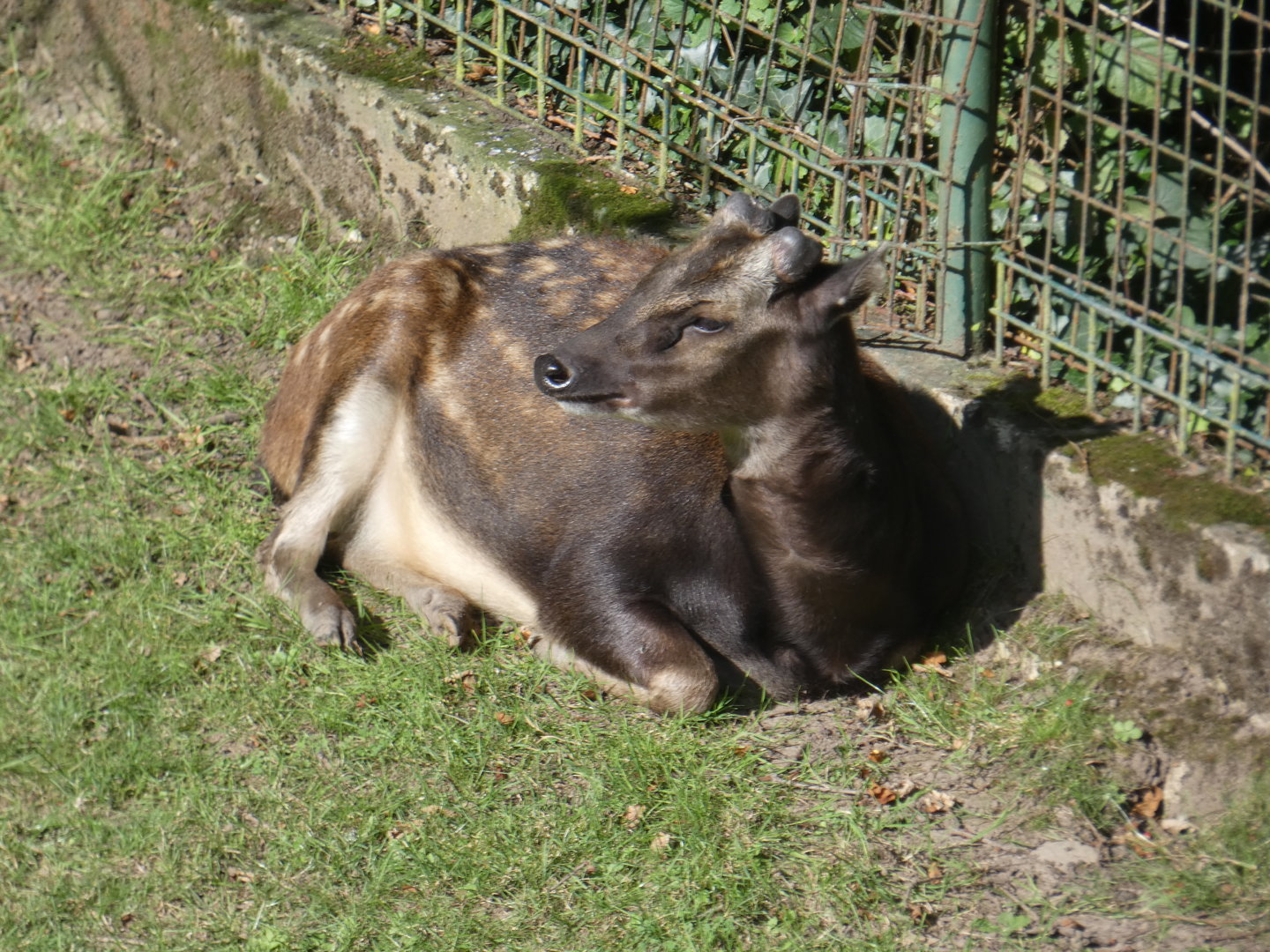 Philippine spotted deer