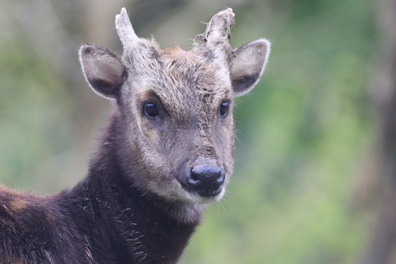 Philippine Spotted Deer
