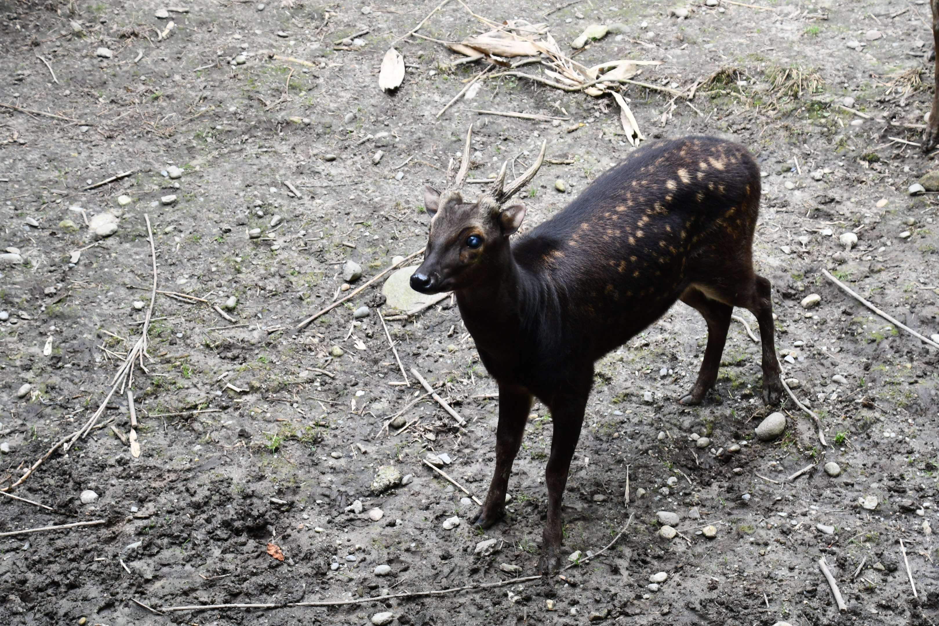 Philippine Spotted Deer