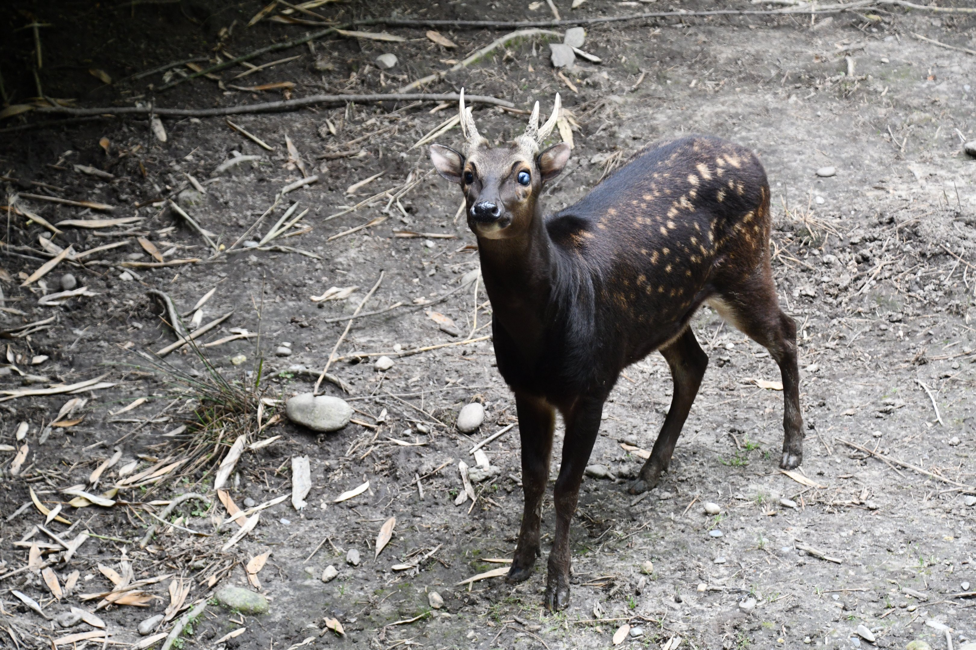Philippine Spotted Deer