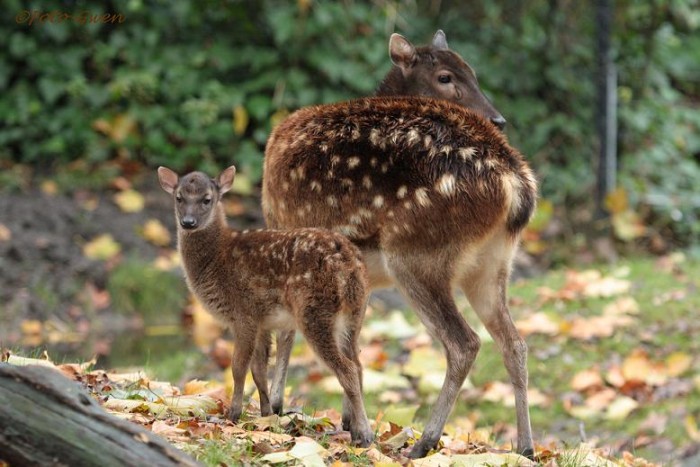Philippine Spotted Deer