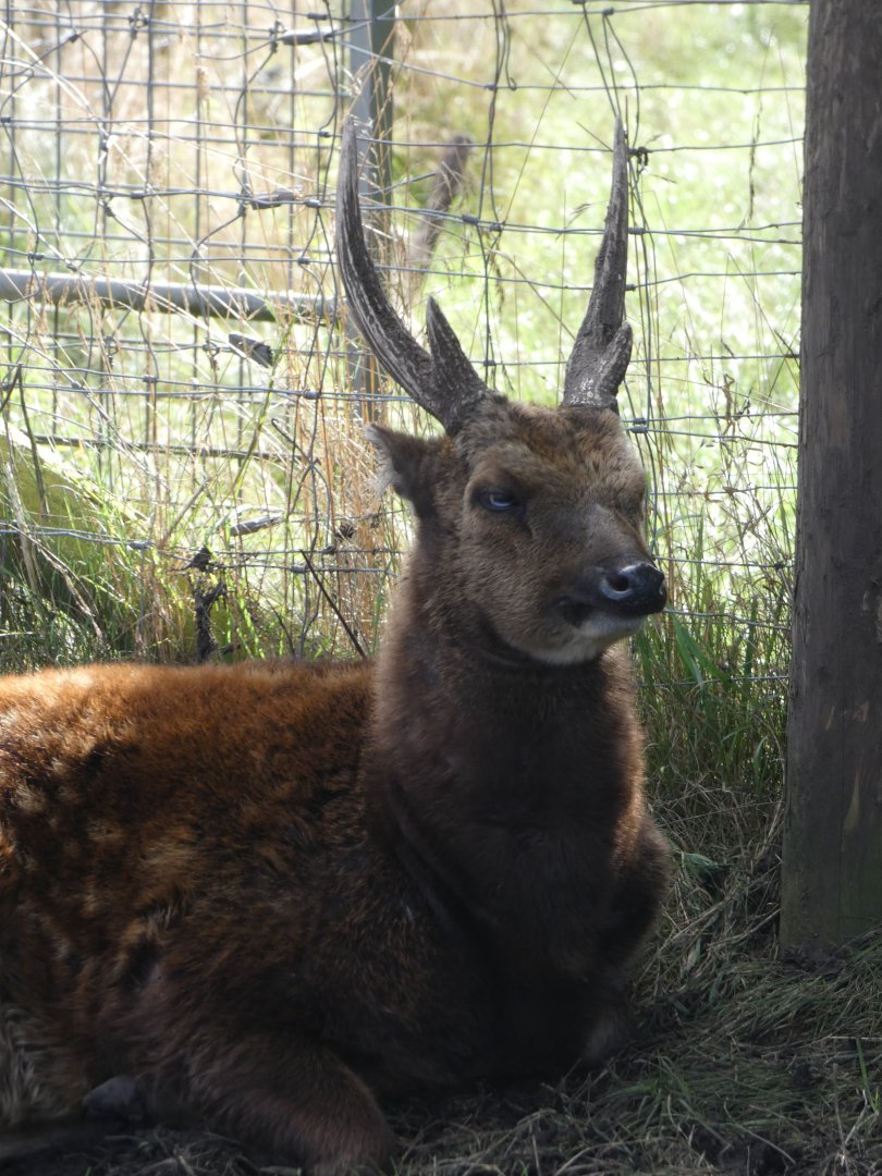 Philippine spotted deer
