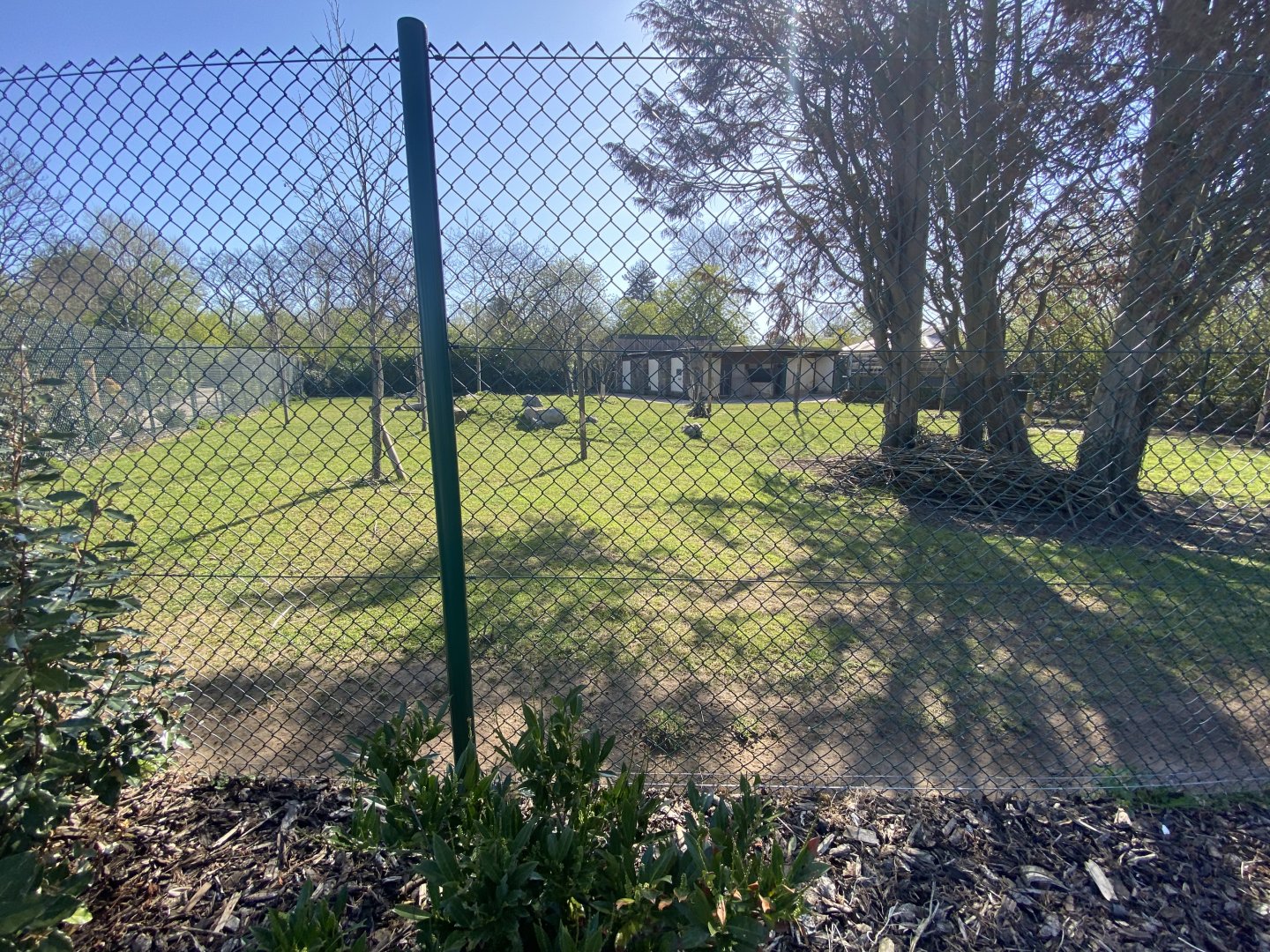 Philippine spotted deer