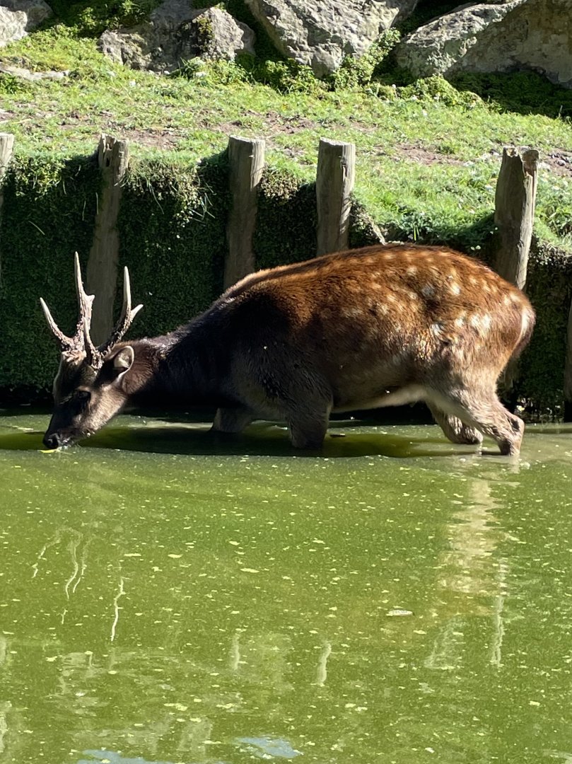 Philippine Spotted Deer