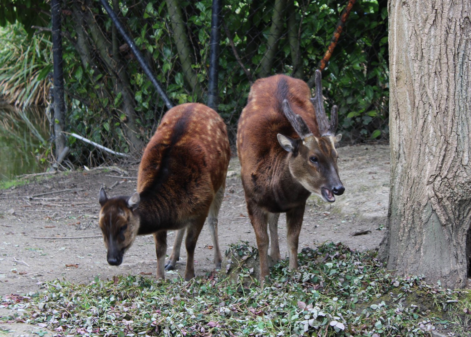 Philippine spotted deers
