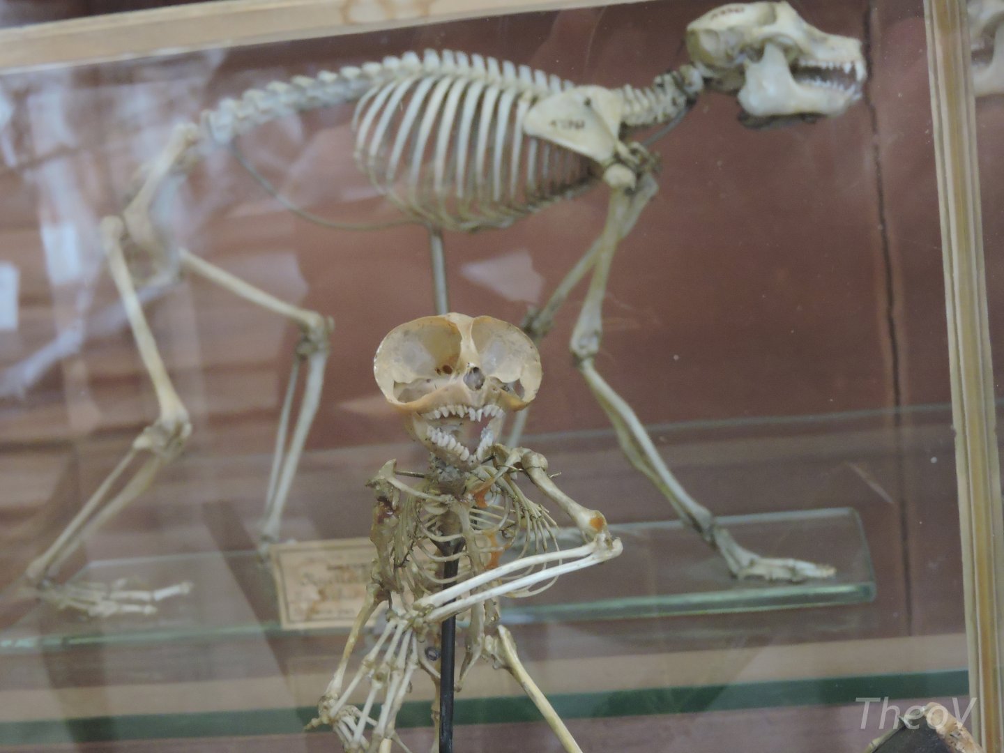 Philippine tarsier [2015]