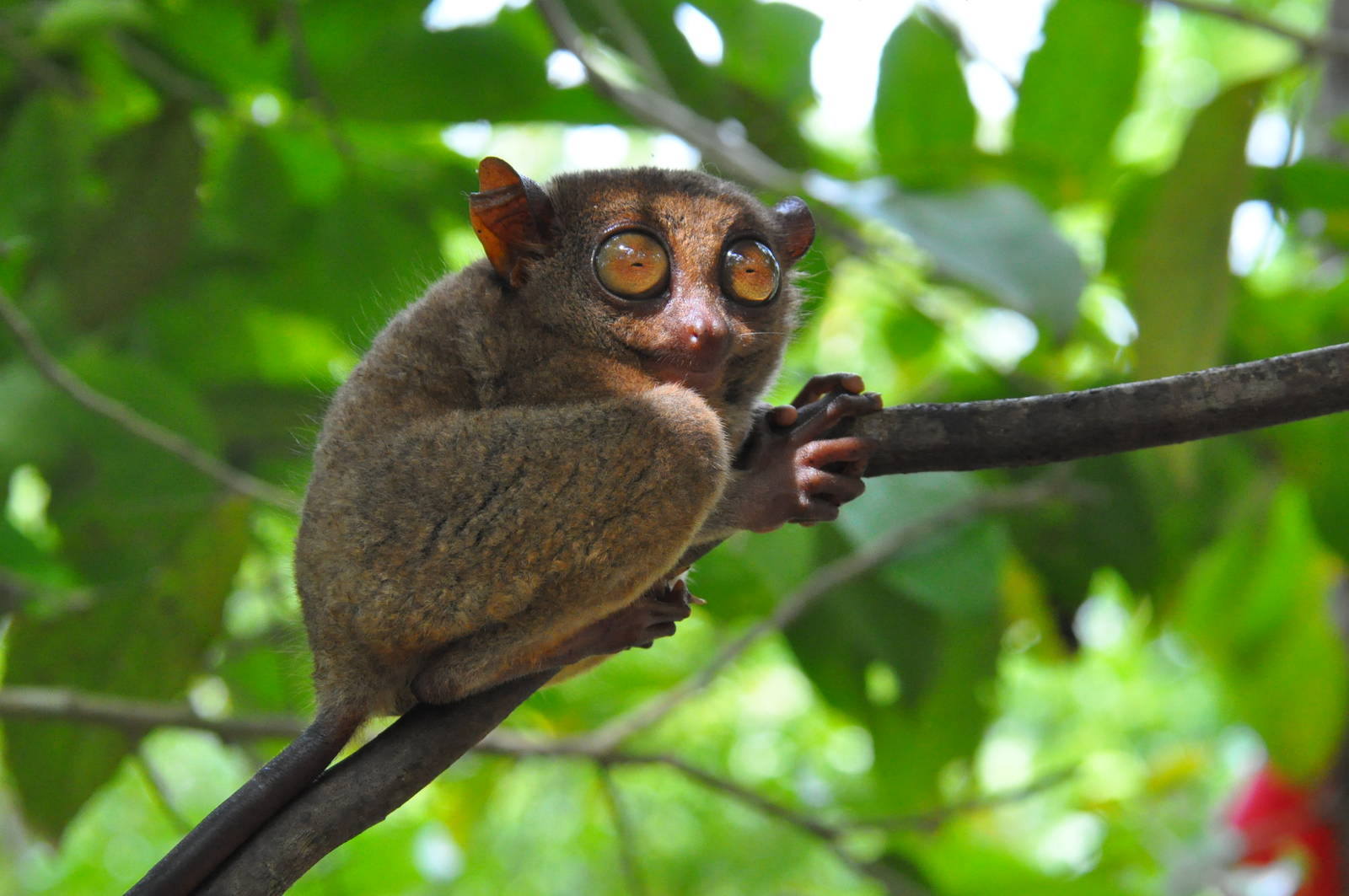Philippine tarsier / Carlito syrichta. Tarsier Conservation Area. Bohol