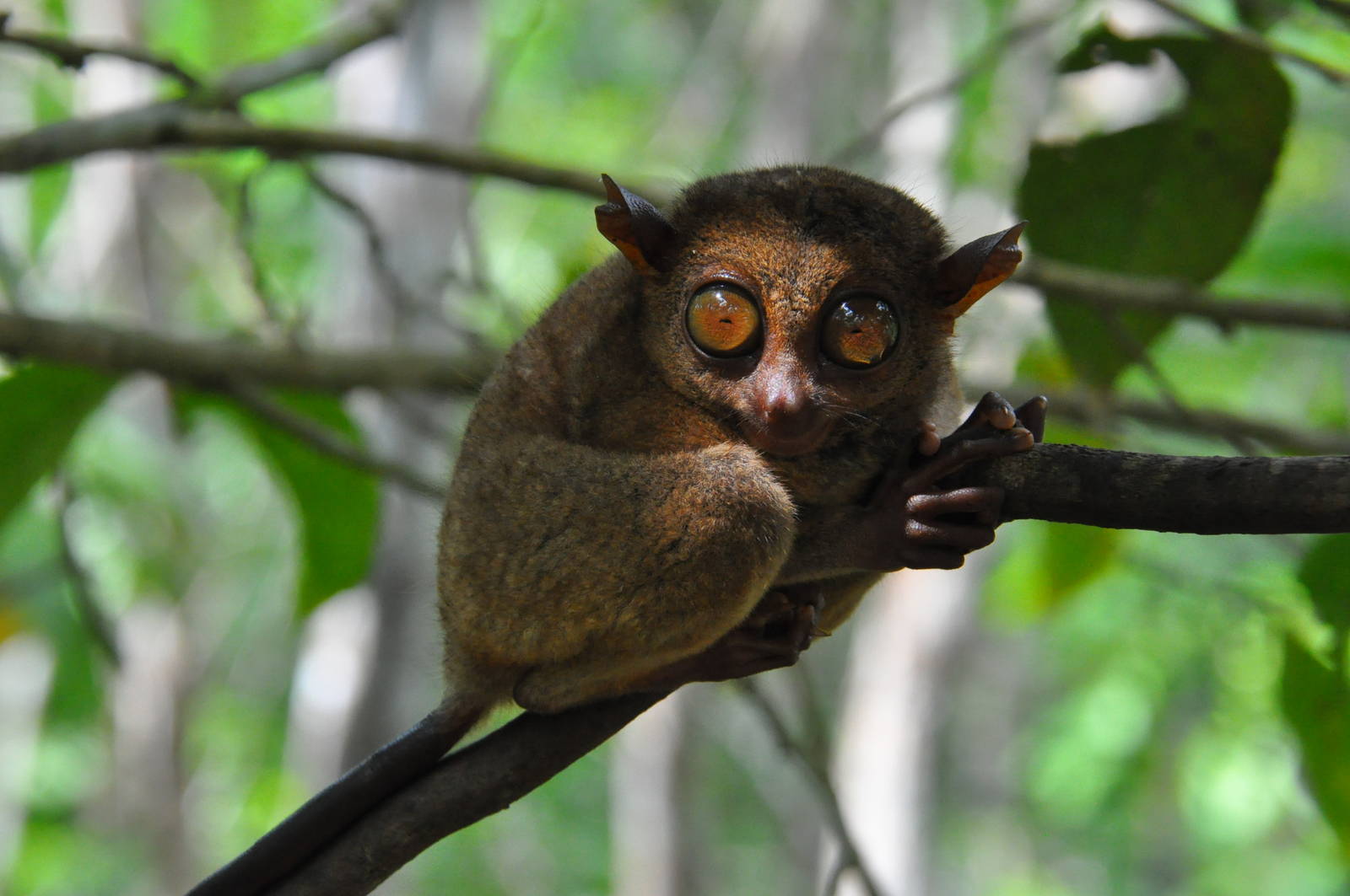 Philippine tarsier / Carlito syrichta. Tarsier Conservation Area. Bohol