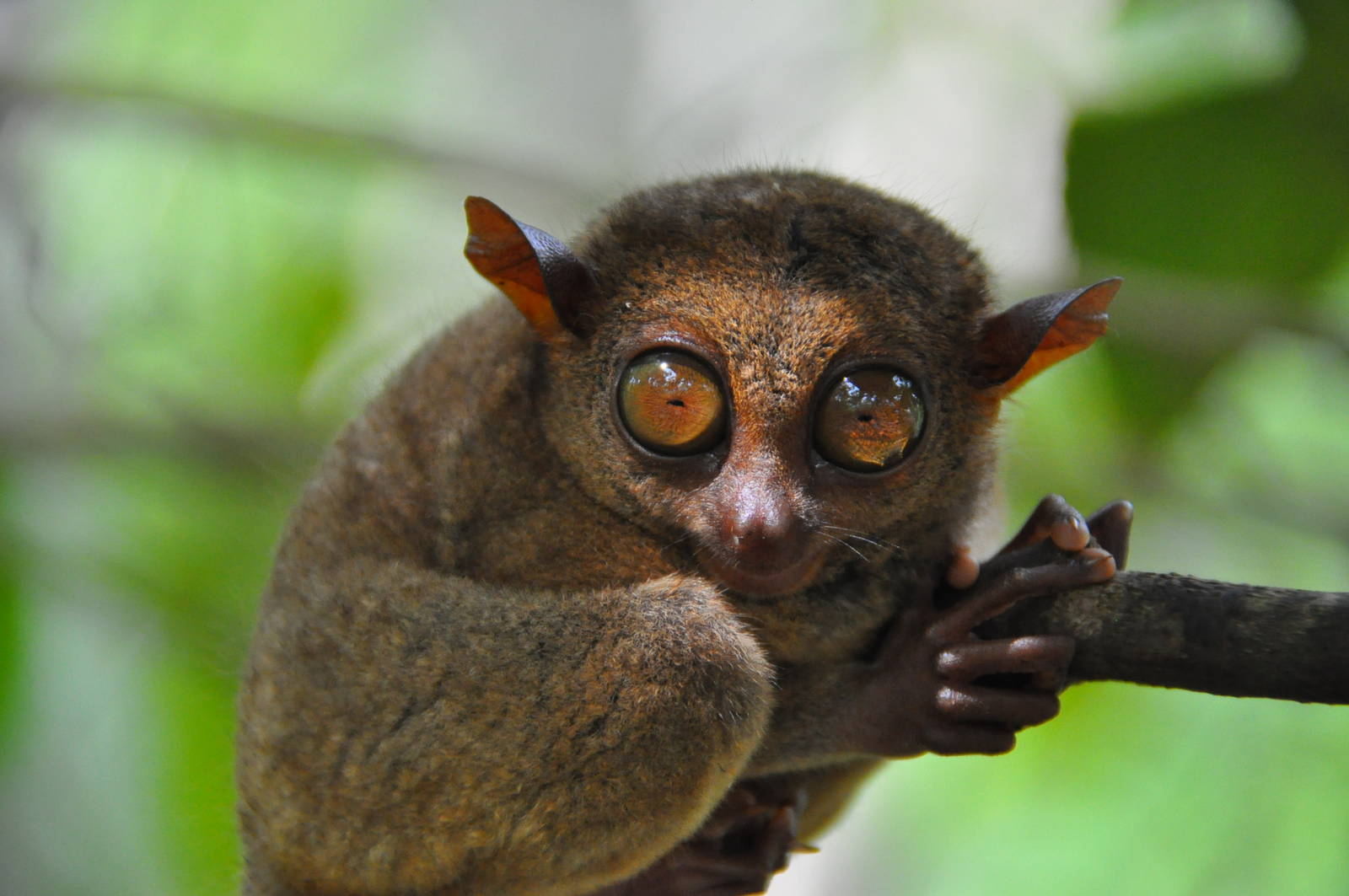 Philippine tarsier / Carlito syrichta. Tarsier Conservation Area. Bohol