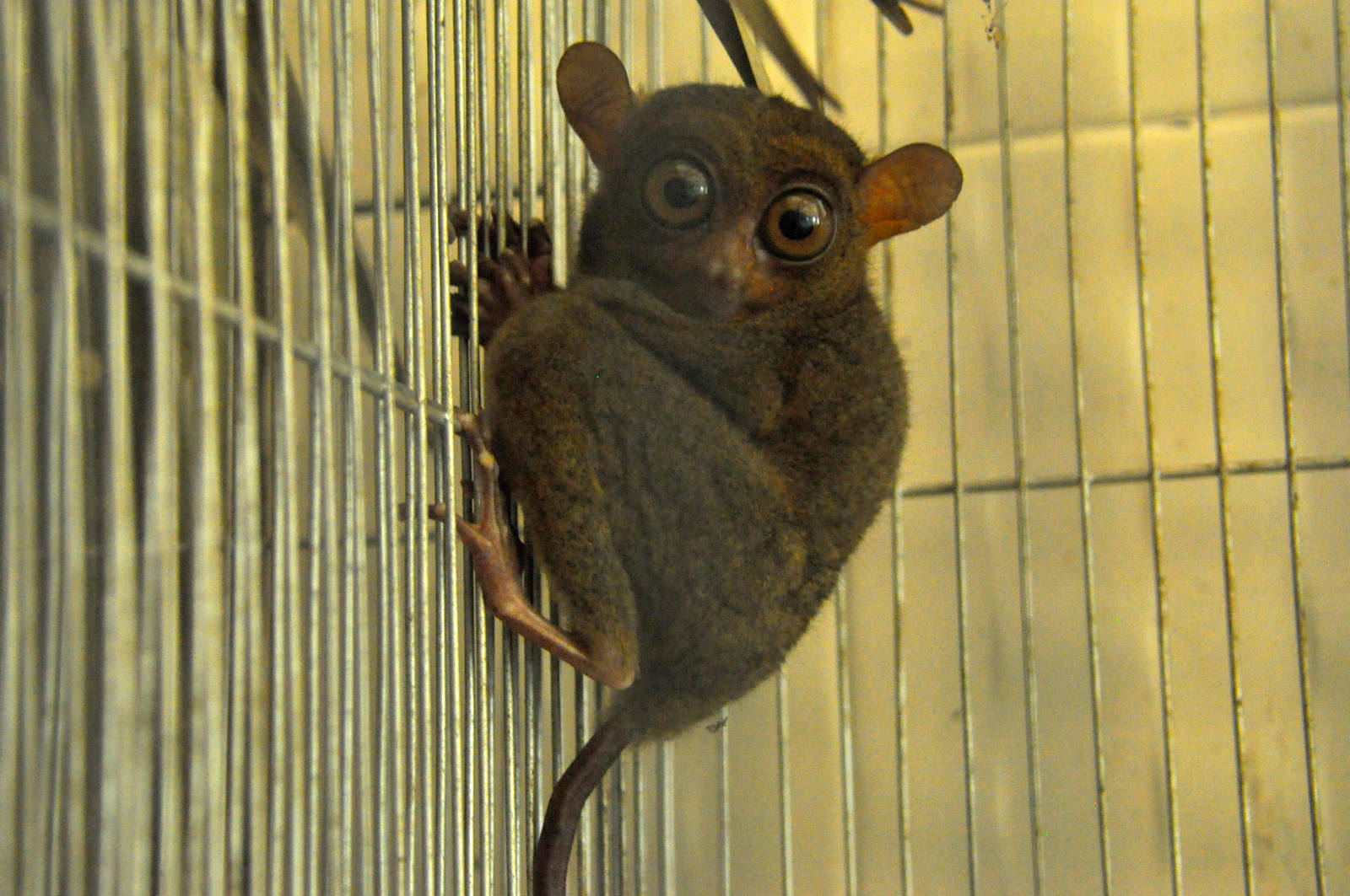 Philippine tarsier / Carlito syrichta