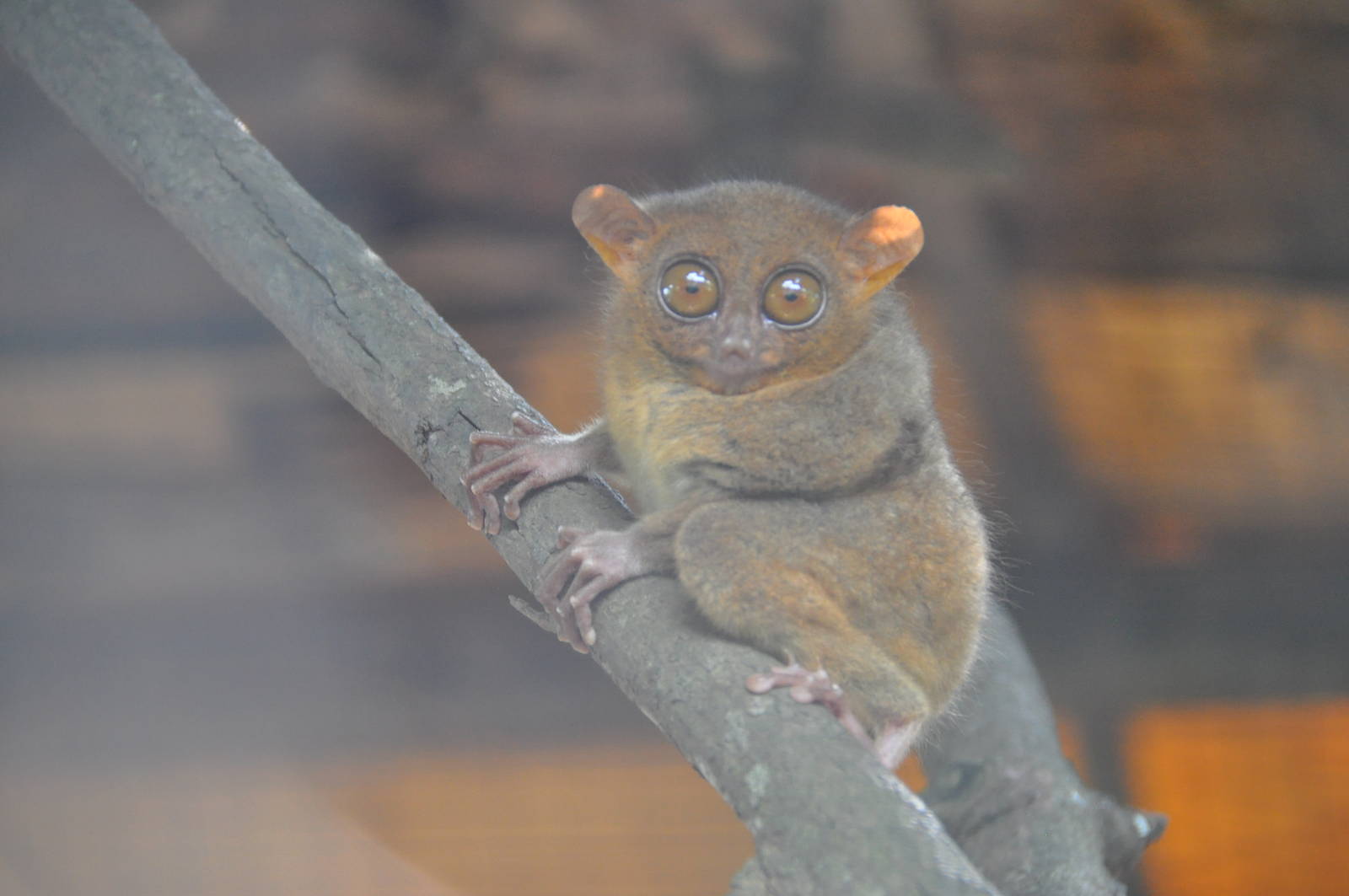 Philippine tarsier/ Carlito syrichta