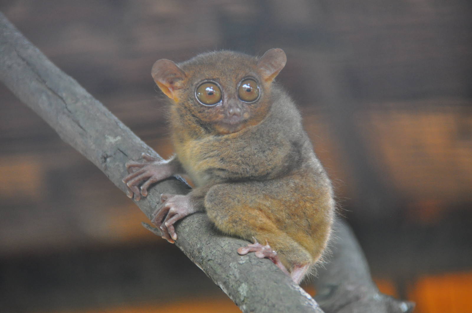 Philippine tarsier/ Carlito syrichta