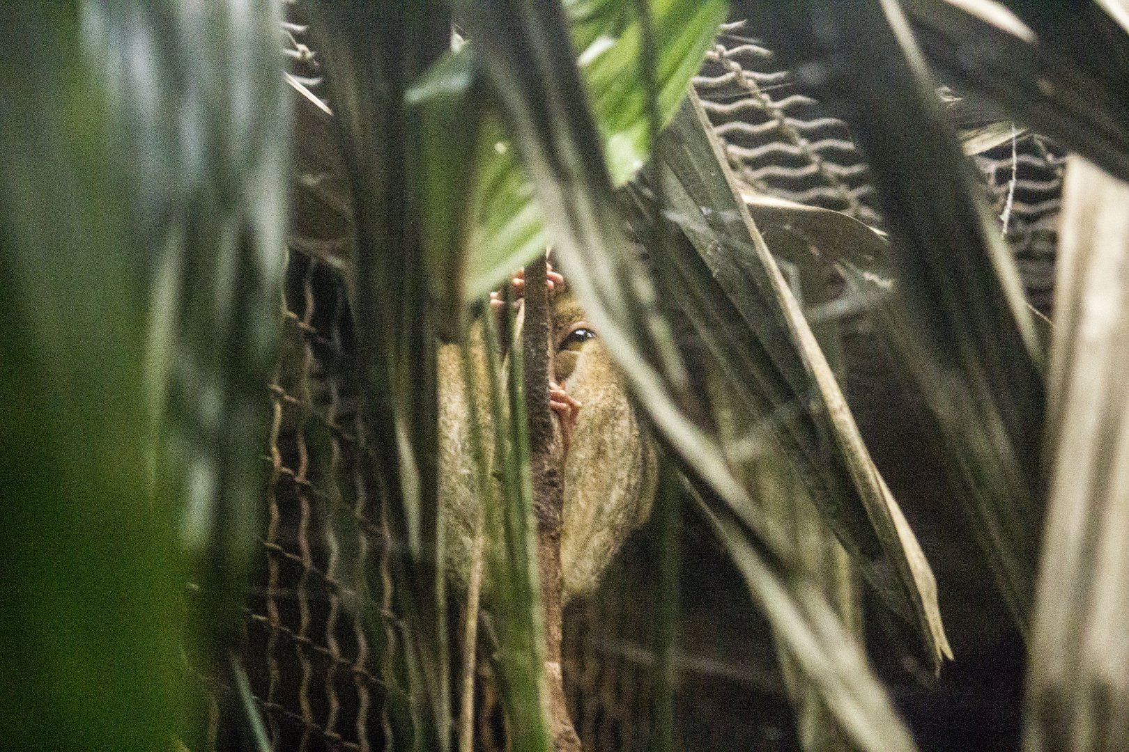 Philippine tarsier, Carlito syrichta