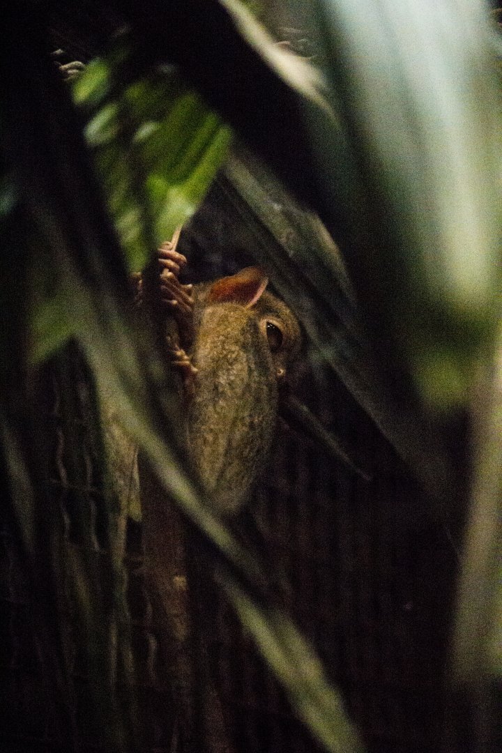 Philippine tarsier, Carlito syrichta