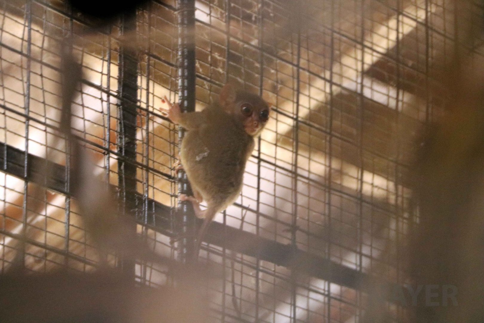Philippine tarsier, July 2016