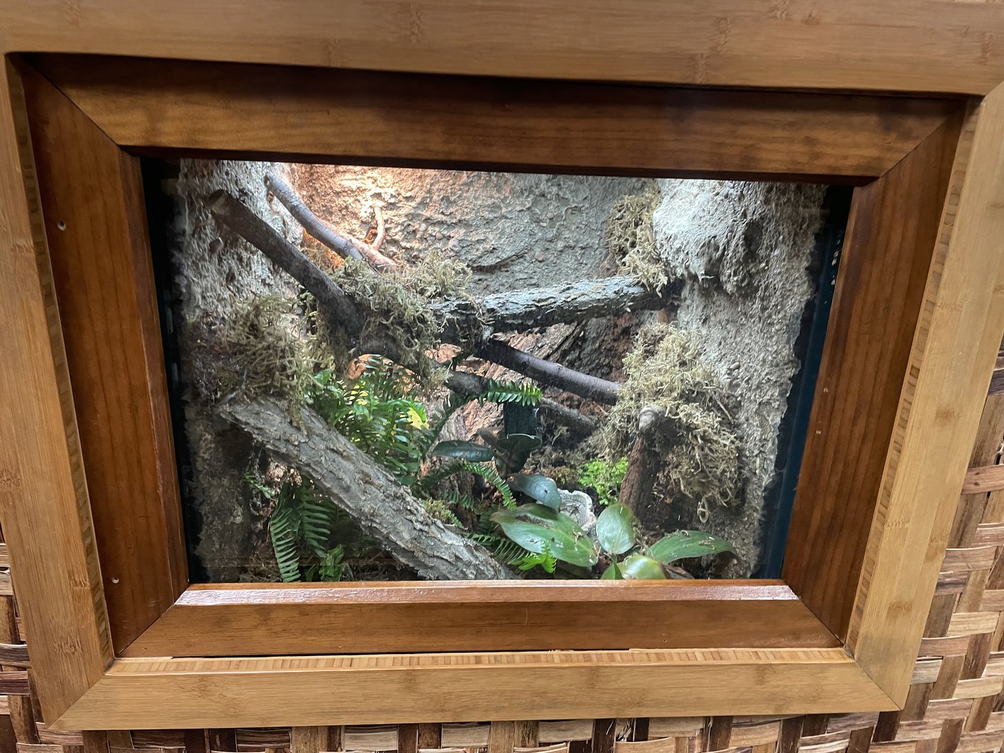 Philippine Tree Skink Exhibit