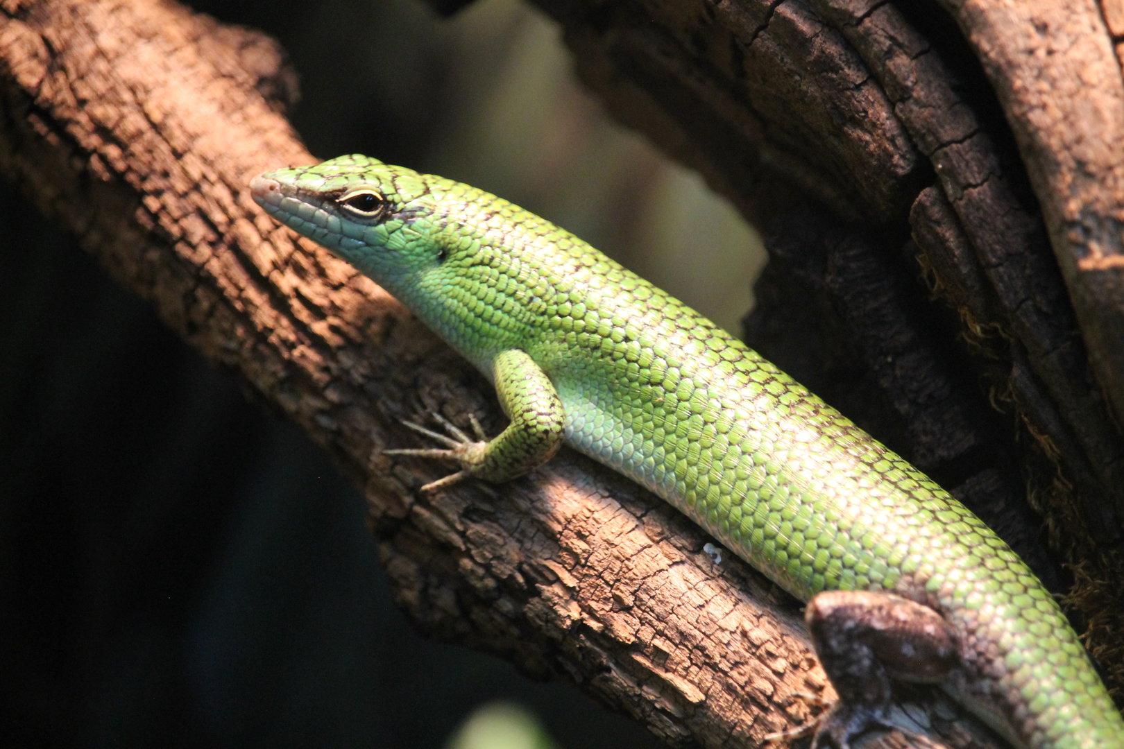 Philippine Tree Skink (Lamprolepis smaragdina)