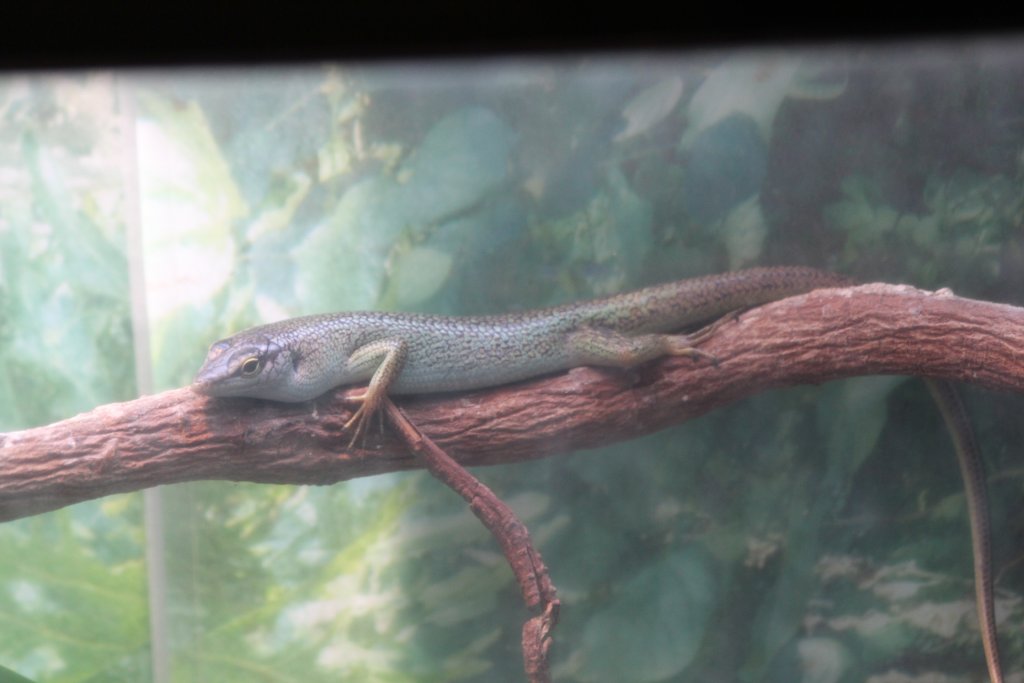 Philippine Tree Skink