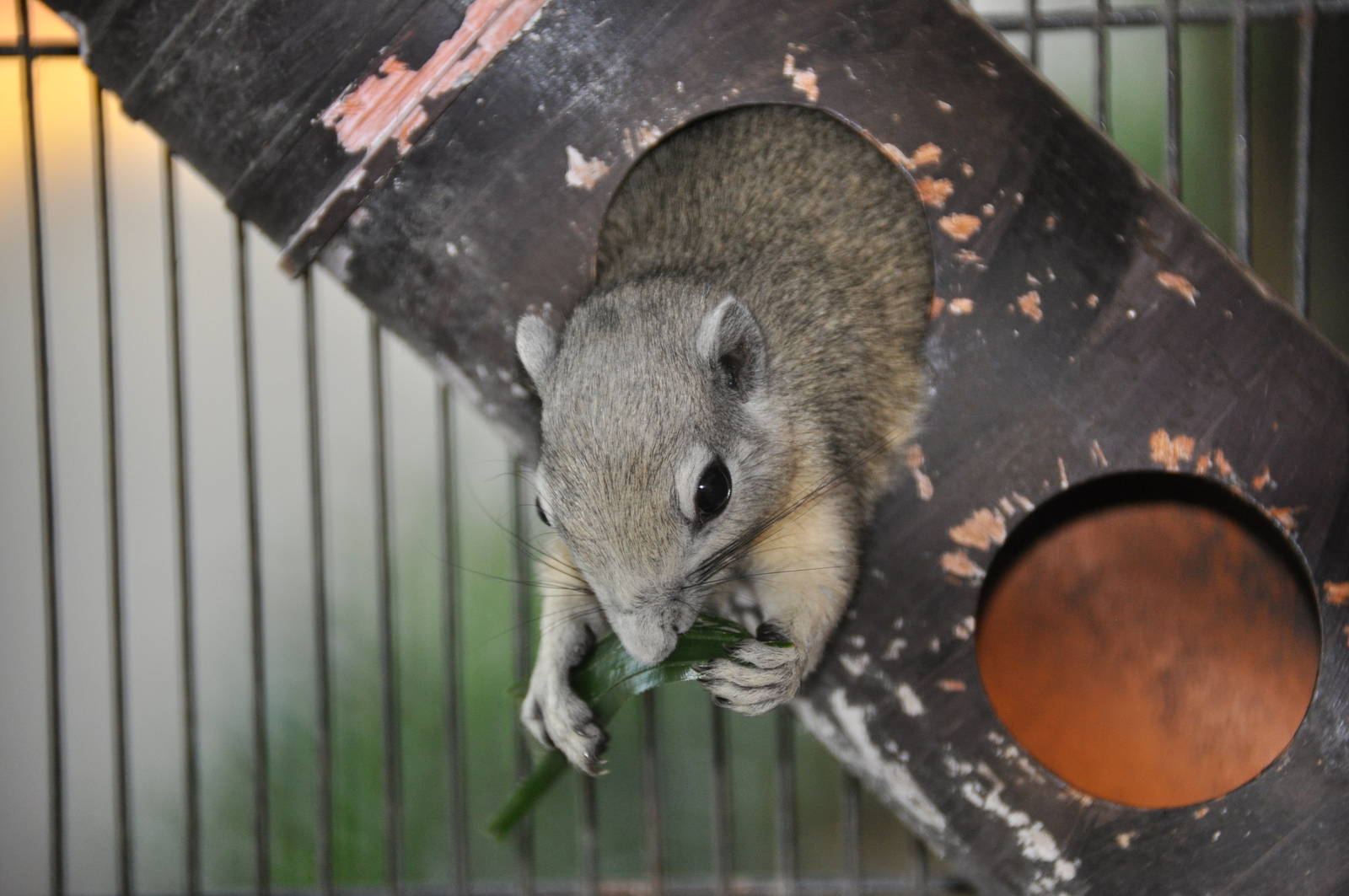 Philippine tree squirrel/ Sundasciurus philippinensis
