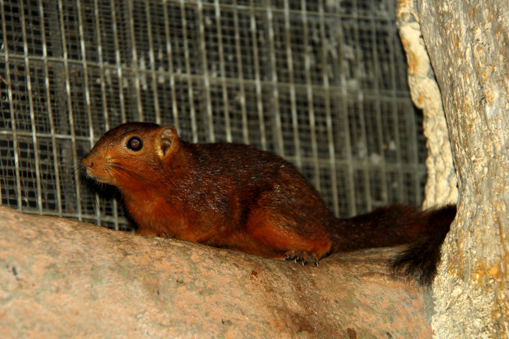 Philippine tree squirrel (Sundasciurus philippinensis)